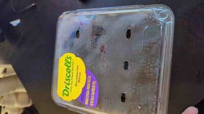 Blackberries